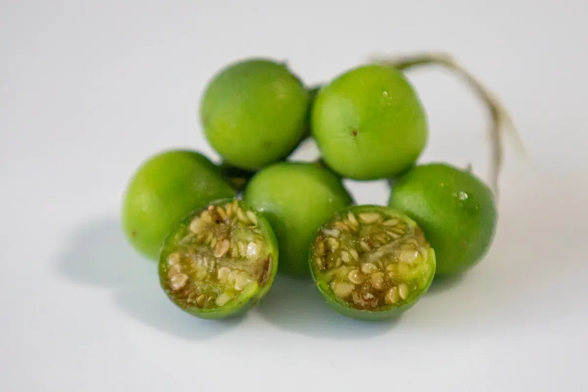 jiló maduro cortado