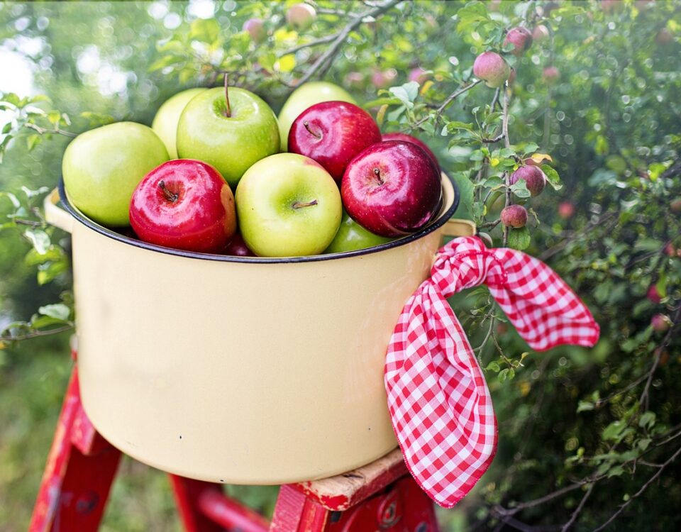 Tipos de Maças: cores, sabores e utilizações cesta com diversos tipos de maças