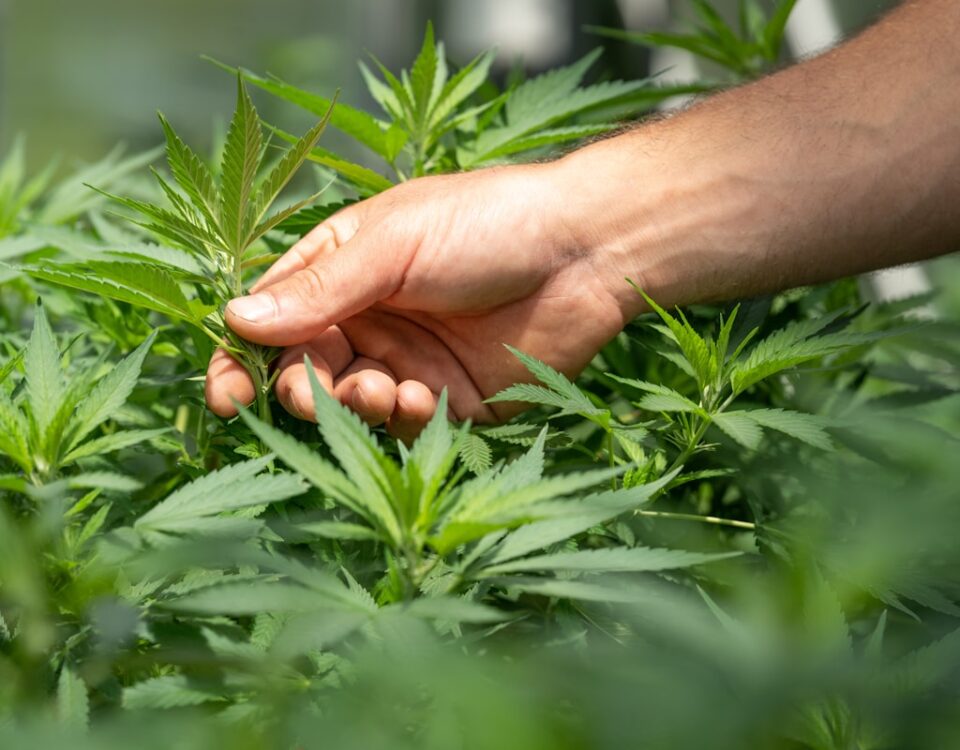 Benefícios da Maconha na Saúde Mental pessoa colhendo benefícios da maconha