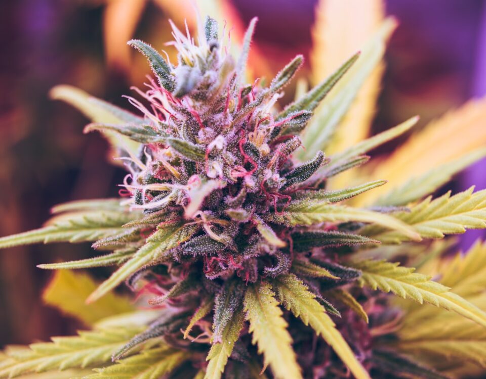 Os benefícios do uso de cannabis medicinal no bem-estar Os benefícios do uso de cannabis medicinal no bem-estar