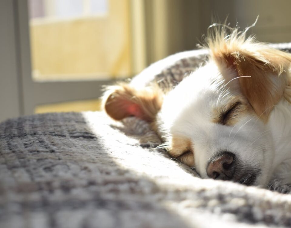 Melhores práticas para cuidar da saúde do seu pet no dia a dia Closeup Photography of Adult Short-coated Tan and White Dog Sleeping on Gray Textile at Daytime