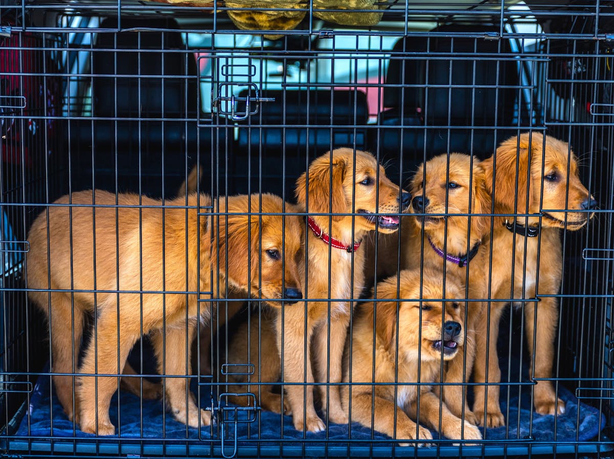 O que você precisa saber para levar cachorro no avião Adorable Golden Retriever puppies in a car carrier, ready for travel.
