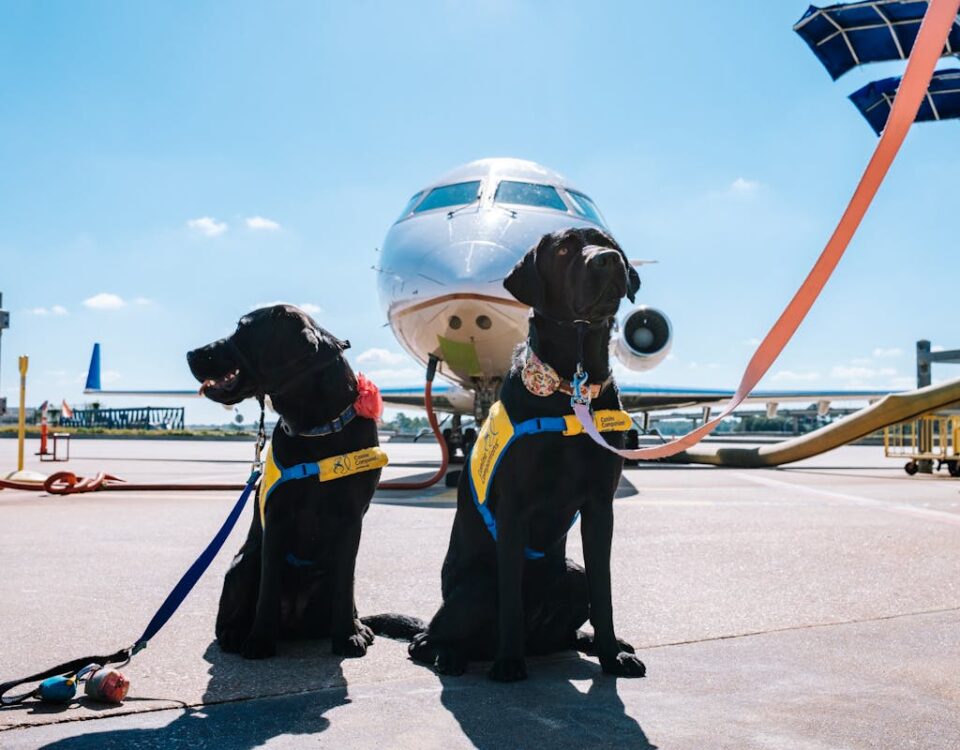 O que você precisa saber para levar cachorro no avião Two black Labrador Retrievers wearing service vests at an airport in front of an airplane.