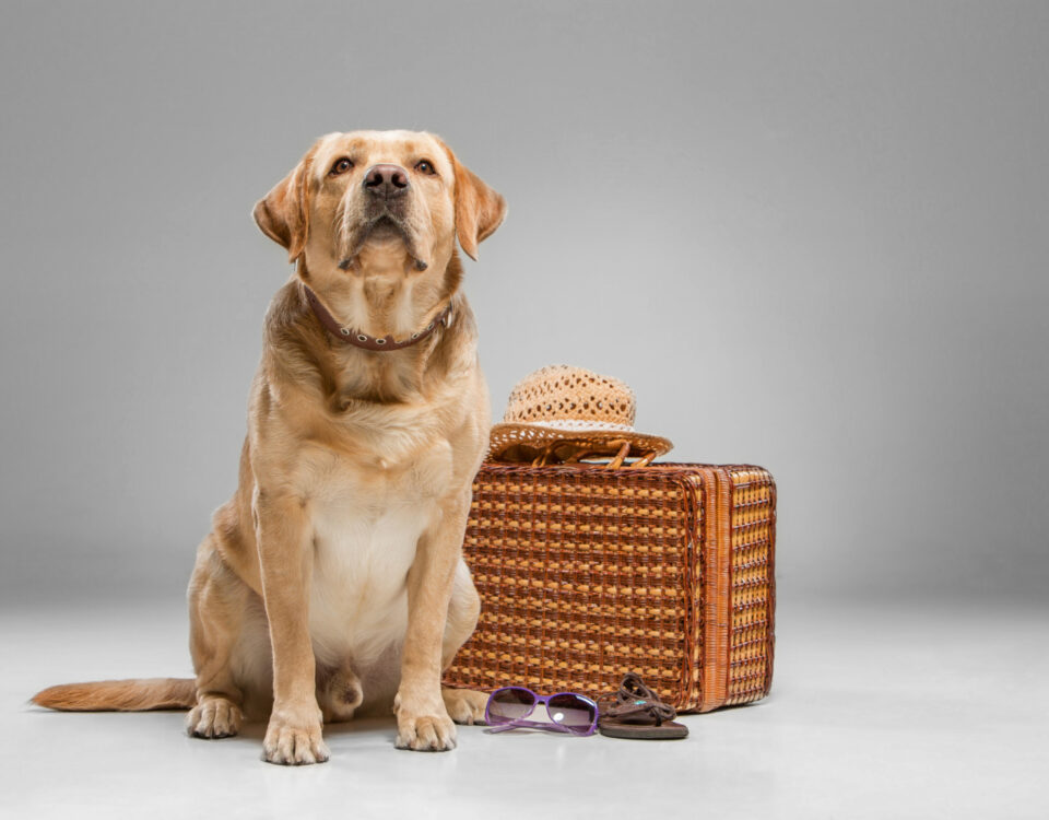O que saber antes de levar seu cachorro no avião? O que saber antes de levar seu cachorro no avião?