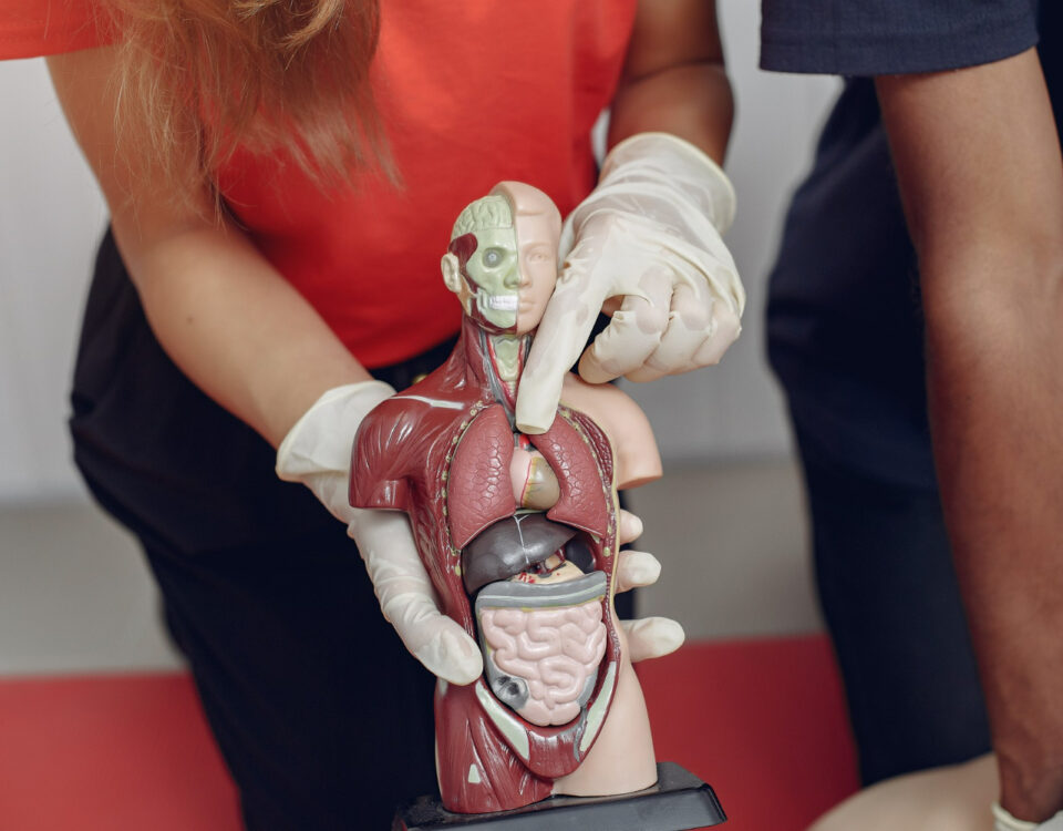 Anatomia pode melhorar sua percepção corporal? Anatomia pode melhorar sua percepção corporal?