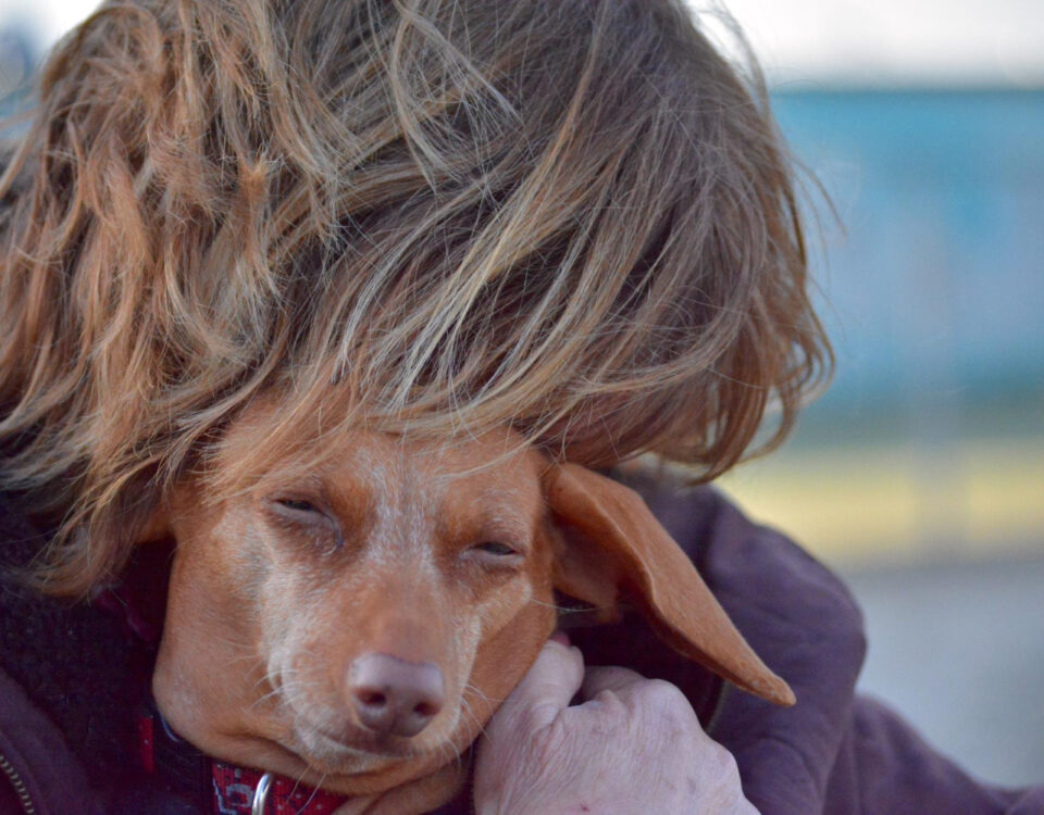 Rotinas que melhoram a qualidade de vida dos pets idosos Rotinas que melhoram a qualidade de vida dos pets idosos