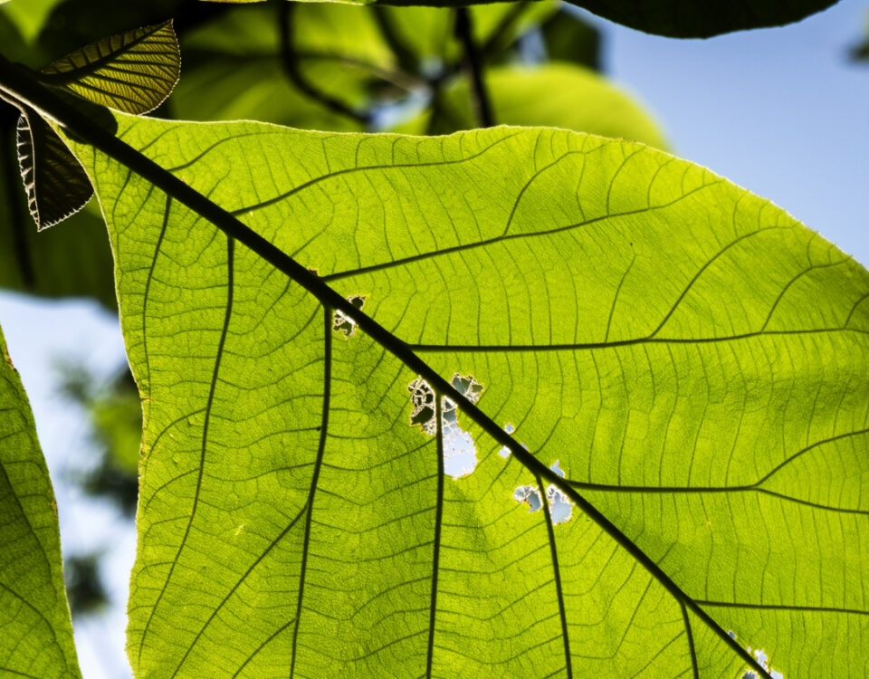 Viver em contato com a natureza melhora o bem-estar? Viver em contato com a natureza melhora o bem-estar?