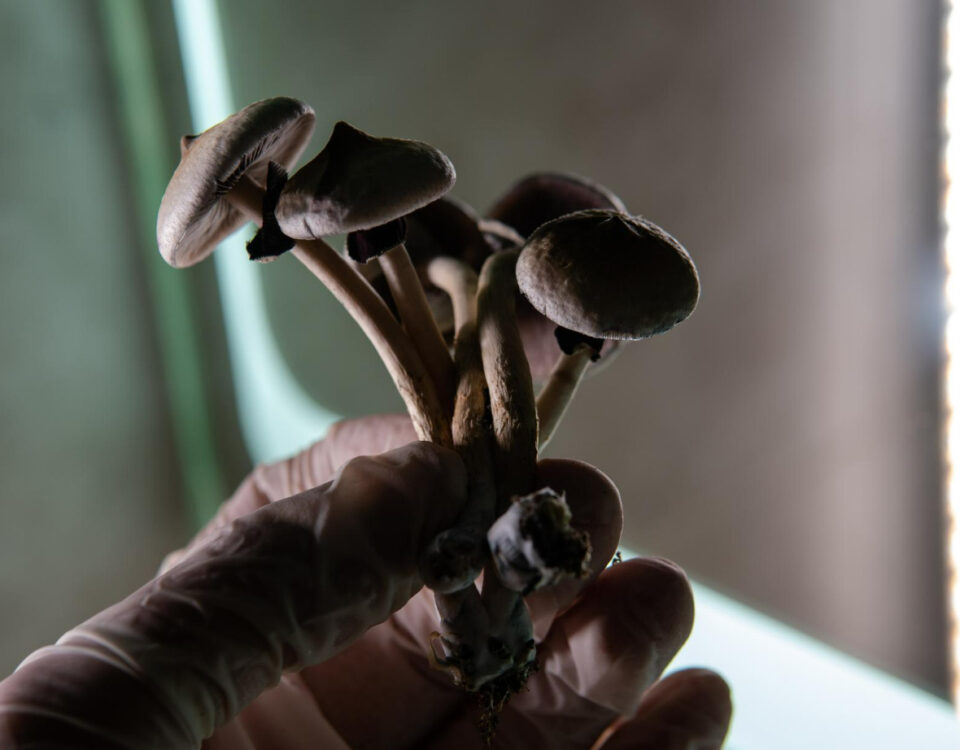 Microdosagem de cogumelos: tendência ou risco à saúde? Microdosagem de cogumelos: tendência ou risco à saúde?