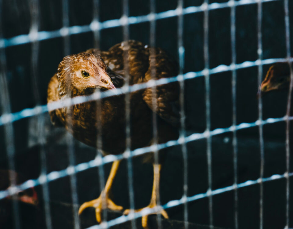 Divulgação de novo surto de influenza aviária exige cuidados na cadeia de aves Divulgação de novo surto de influenza aviária exige cuidados na cadeia de aves