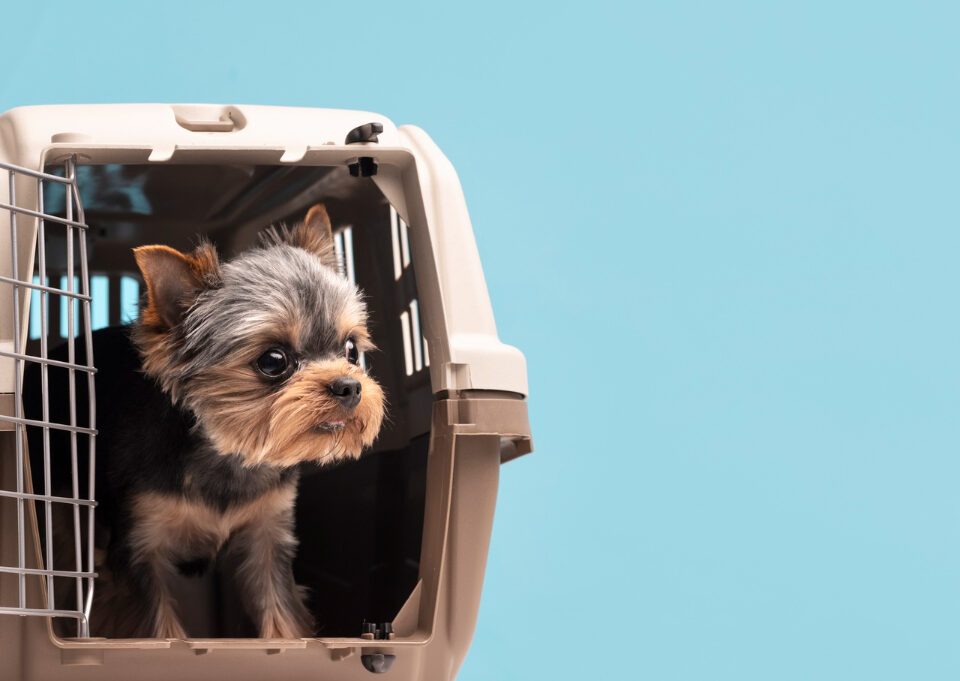 Transporte de animais afeta conforto e bem-estar dos pets