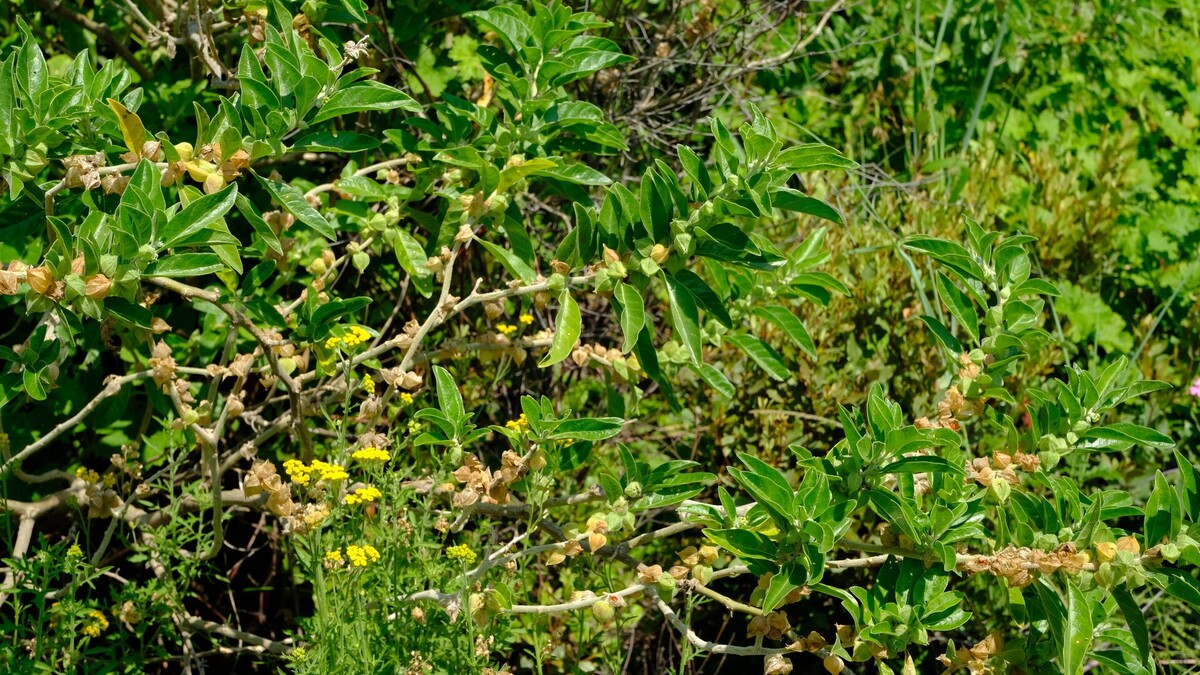 Arbusto de Withania somnifera, planta conhecida como ashwagandha, com folhas verdes