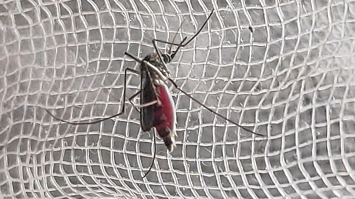 Mosquito pousado sobre uma tela branca de malha