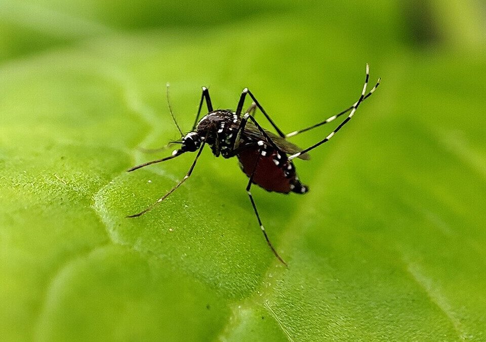 Mosquito Aedes aegypti pousado sobre uma folha verde