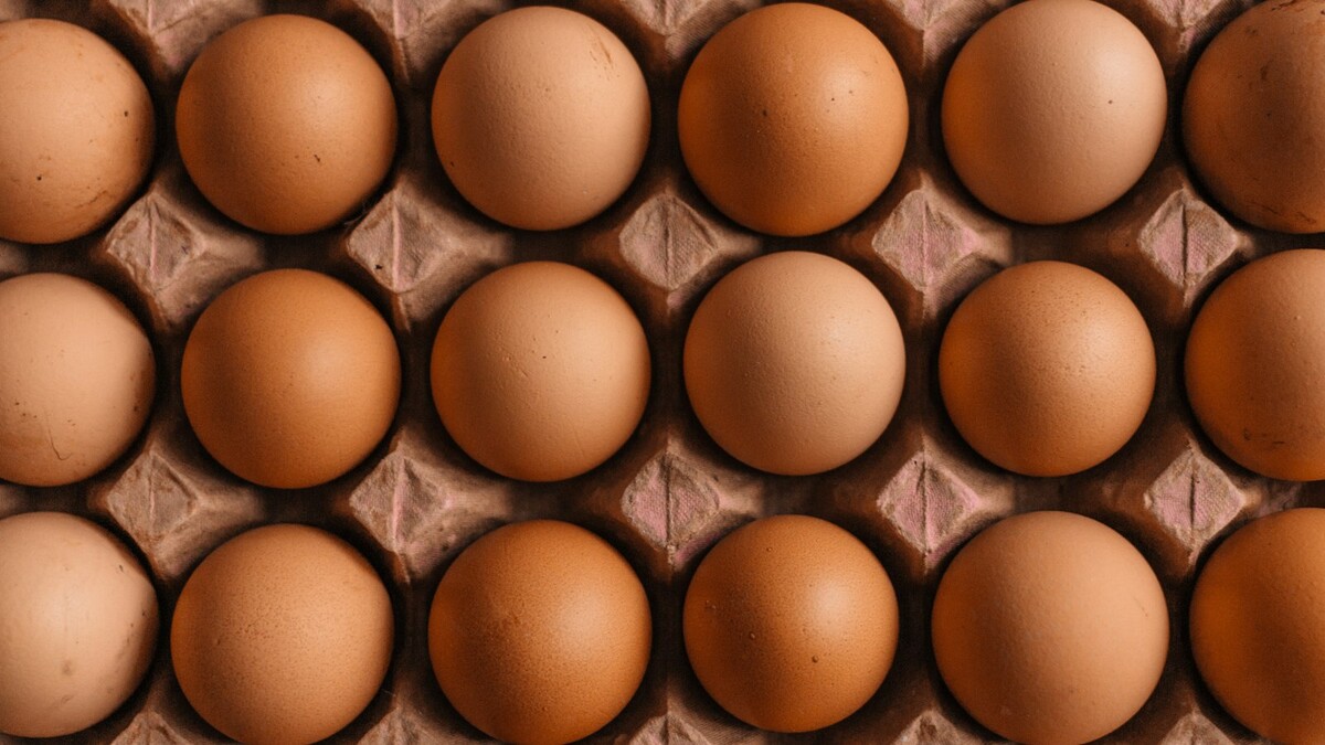 Ovos marrons de galinha em uma caixa de papelão