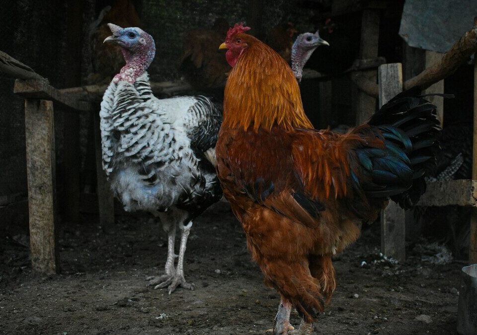 Galo e dois perus em um cercado de granja