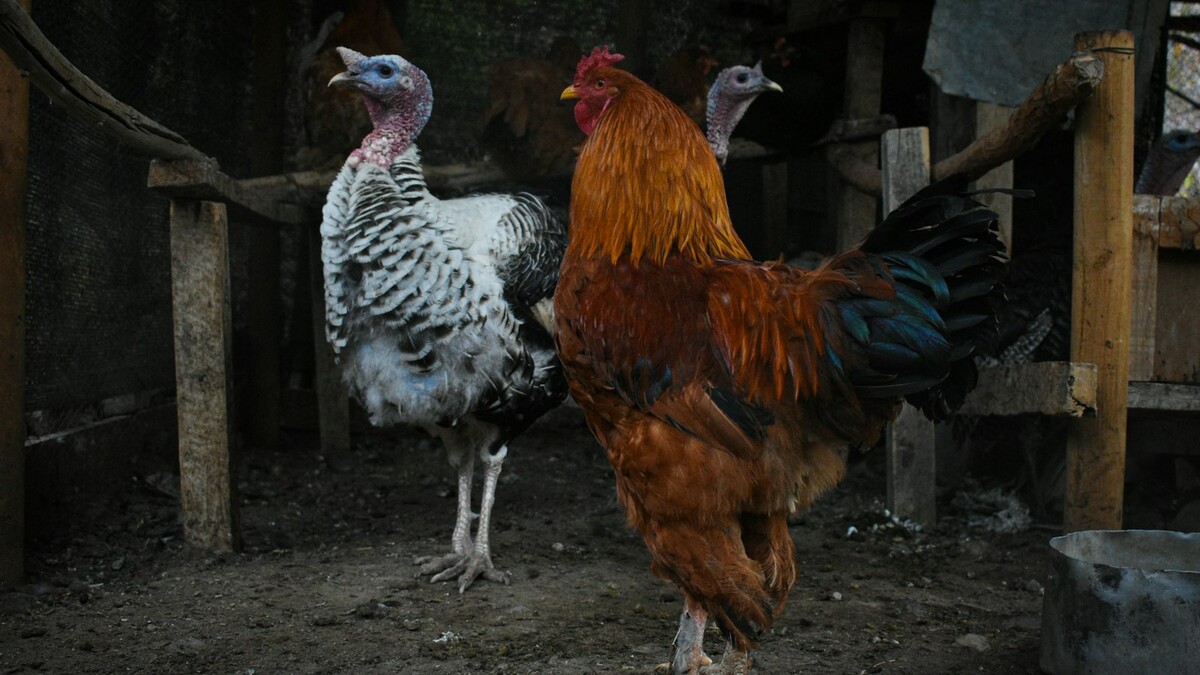 Galo e dois perus em um cercado de granja